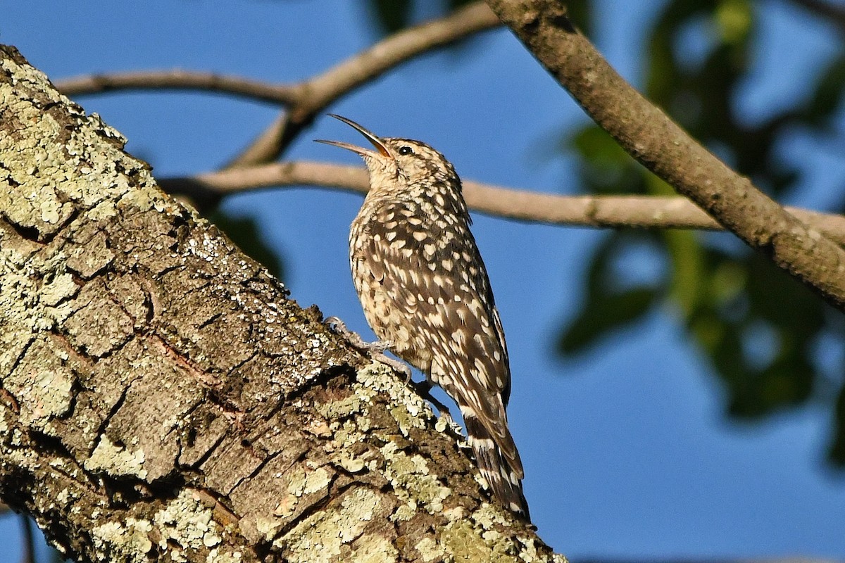 African Spotted Creeper - graham cochrane