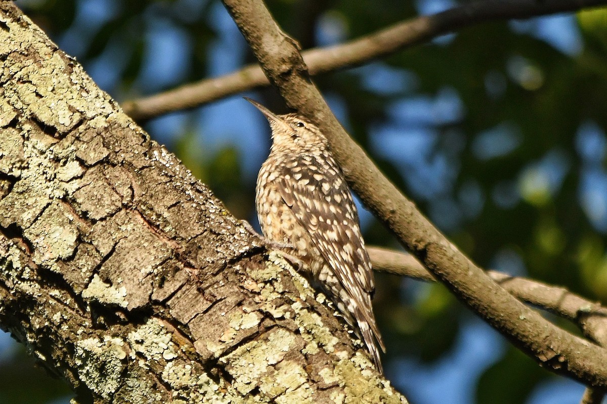 African Spotted Creeper - ML280518671