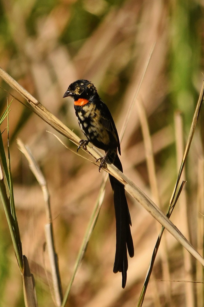 Red-collared Widowbird - graham cochrane