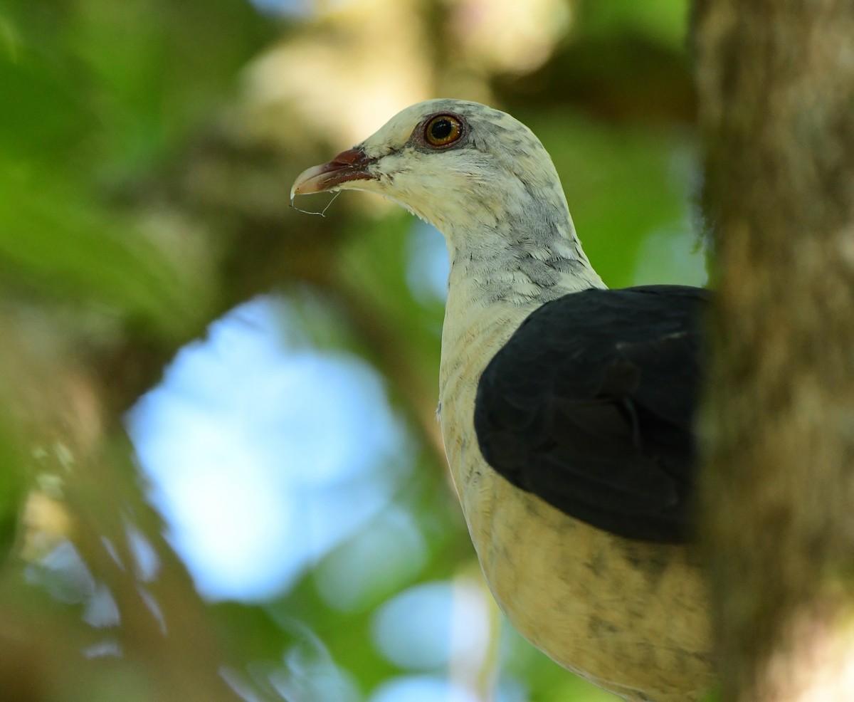 White-headed Pigeon - Andy Gee