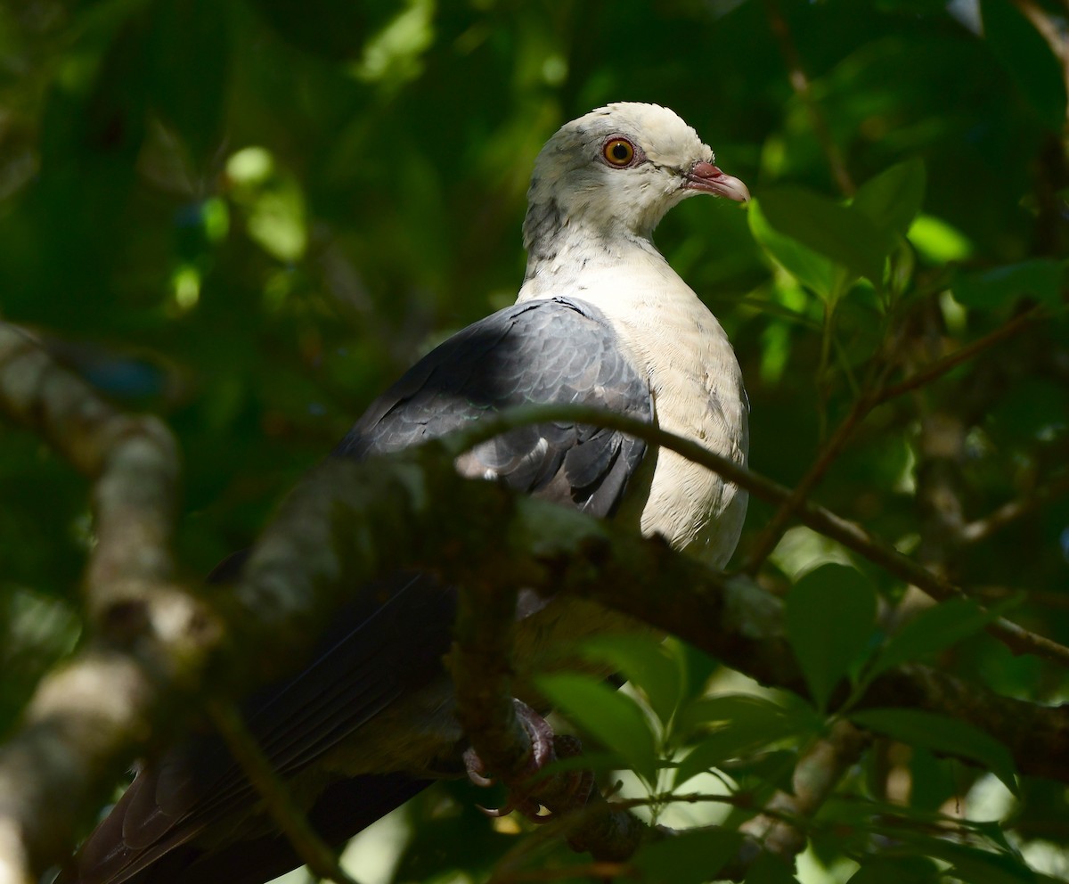 White-headed Pigeon - Andy Gee