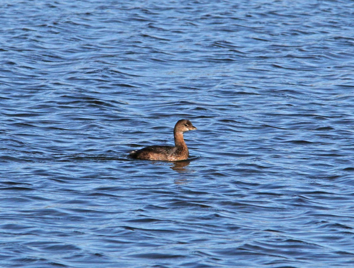 Pied-billed Grebe - Beth Poole
