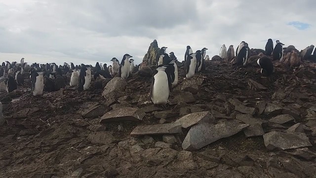 Антарктический пингвин - ML280526521