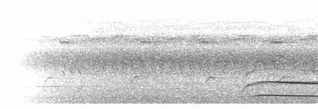 orel chocholatý - ML280528