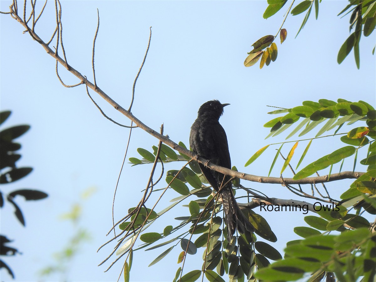 Fork-tailed Drongo-Cuckoo - Roaming Owls🦉🦉