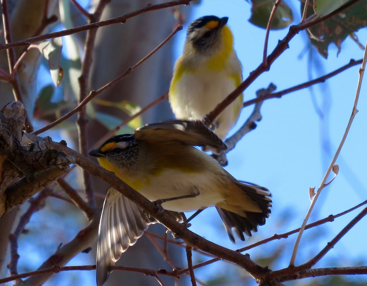 Striated Pardalote - Anonymous