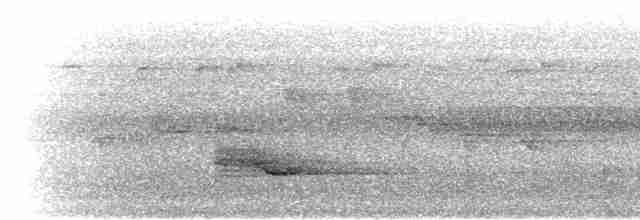 Drongo de Ludwig Común - ML280534