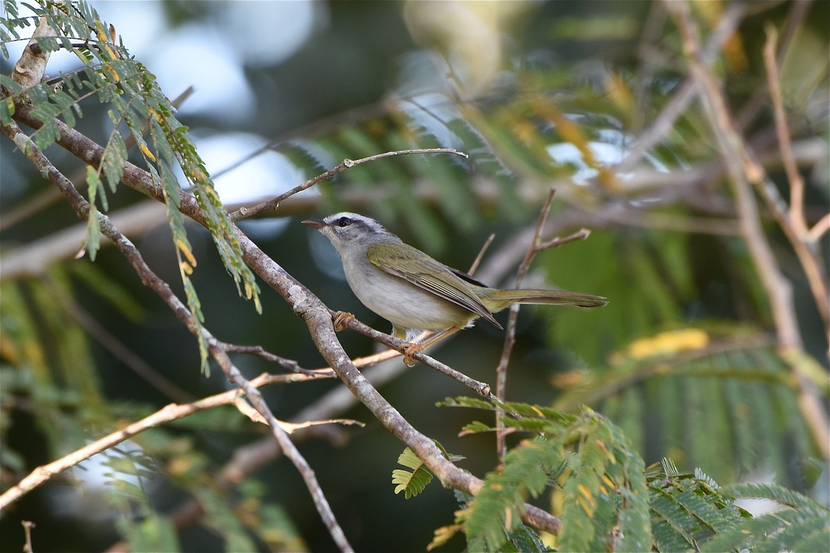 Golden-crowned Warbler (White-bellied) - Mark Gawn