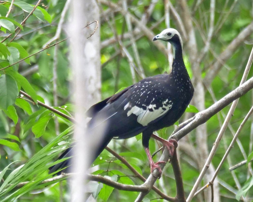 White-throated Piping-Guan - ML280543201
