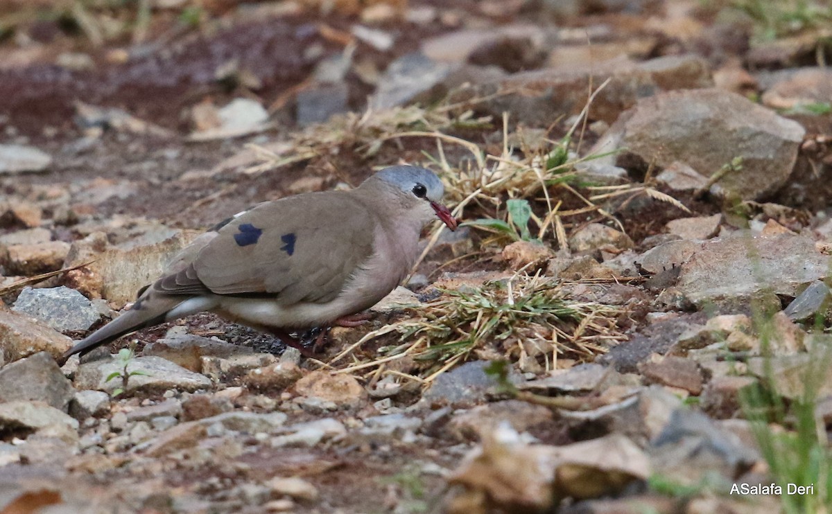 Blue-spotted Wood-Dove - ML280548161