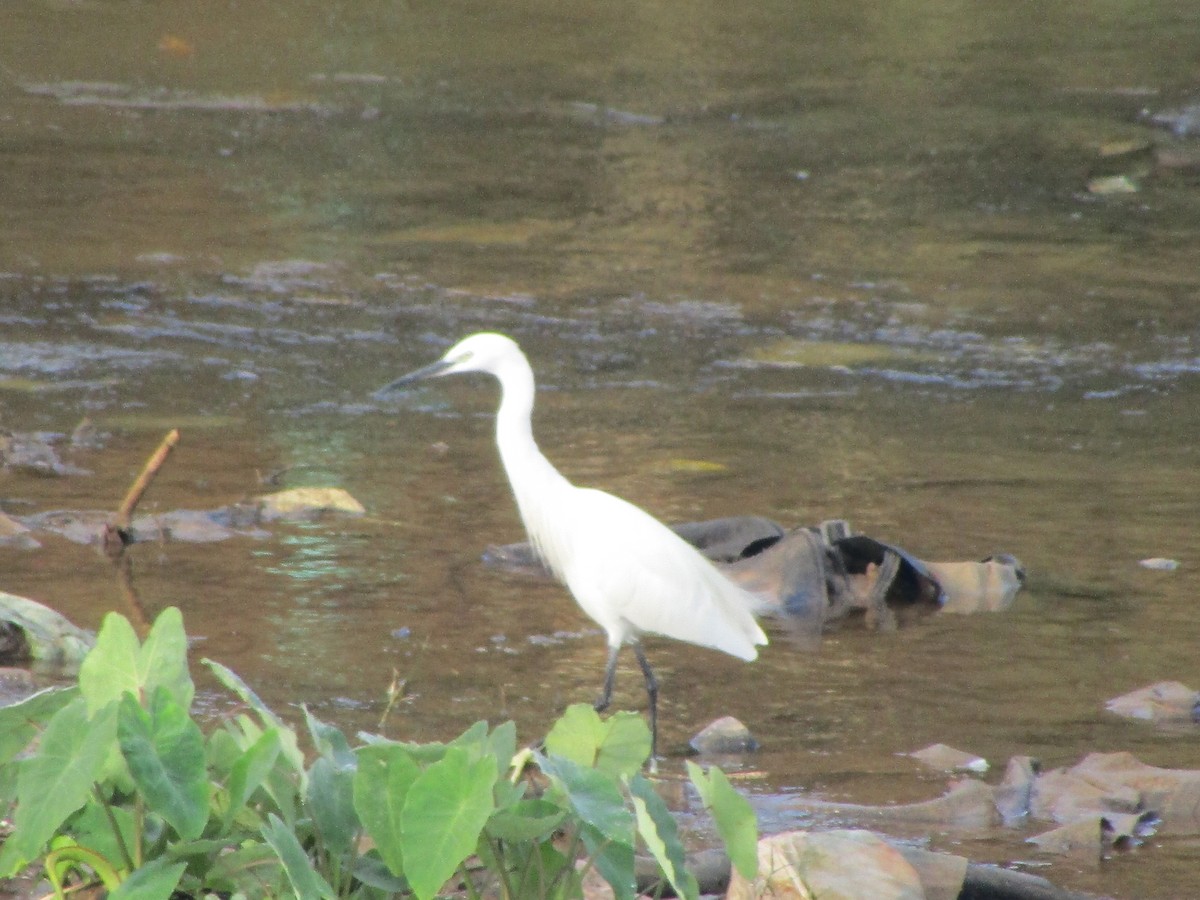 Little Egret - Selvaganesh K