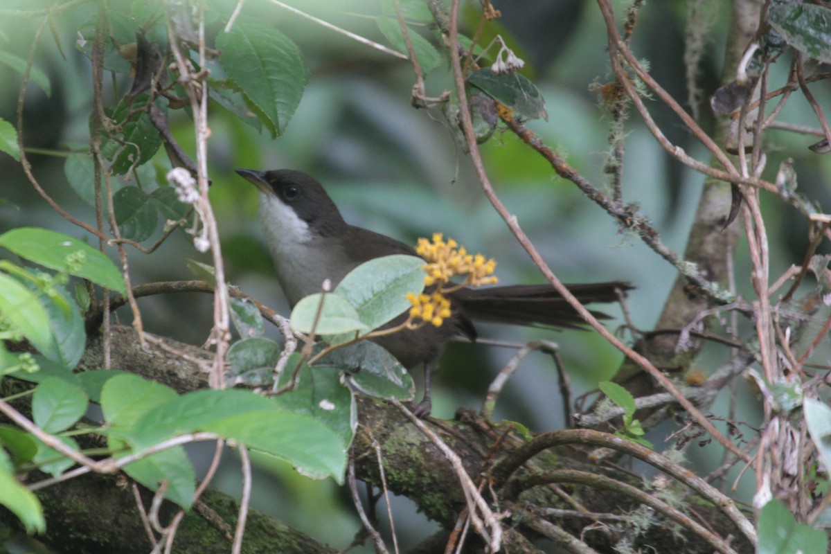 Western Chat-Tanager - ML280552751