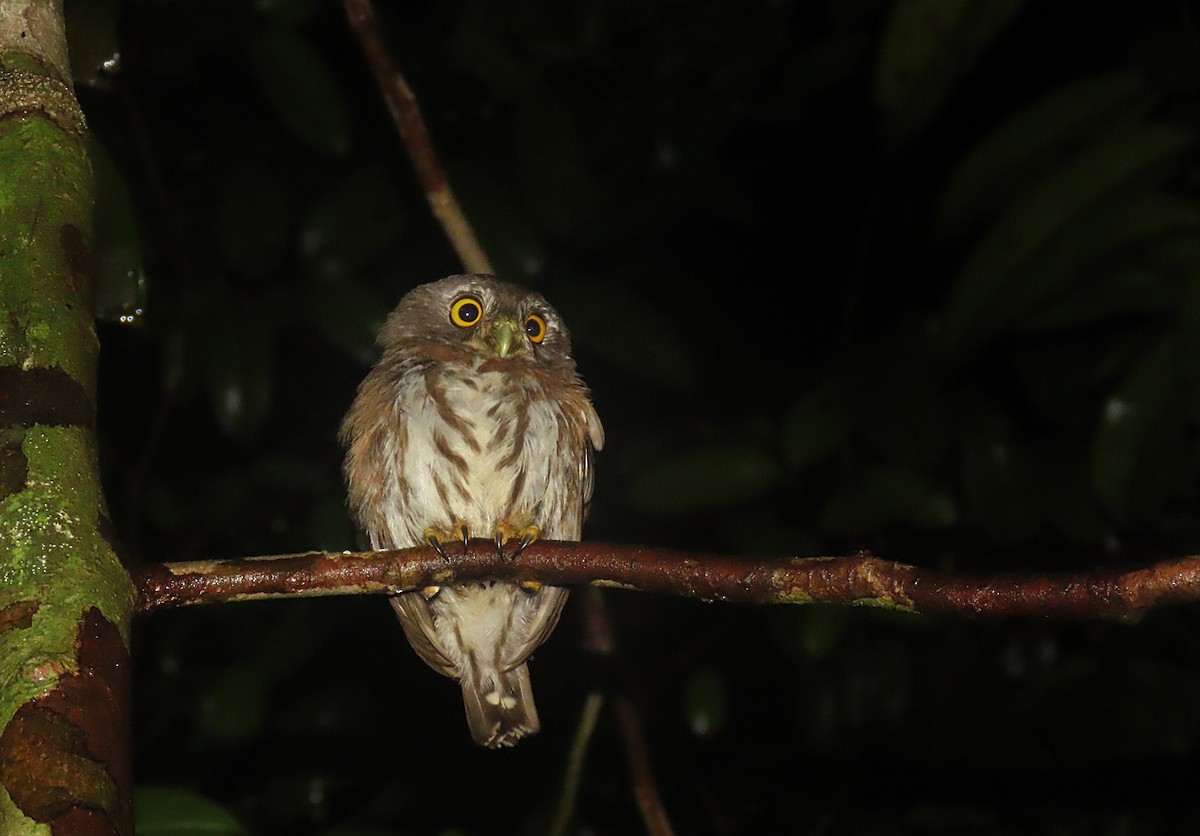 Amazonian Pygmy-Owl - ML280554511