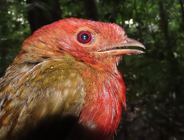 Guianan Red Cotinga Ebird