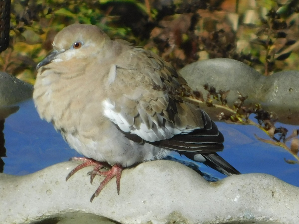 White-winged Dove - ML280556271