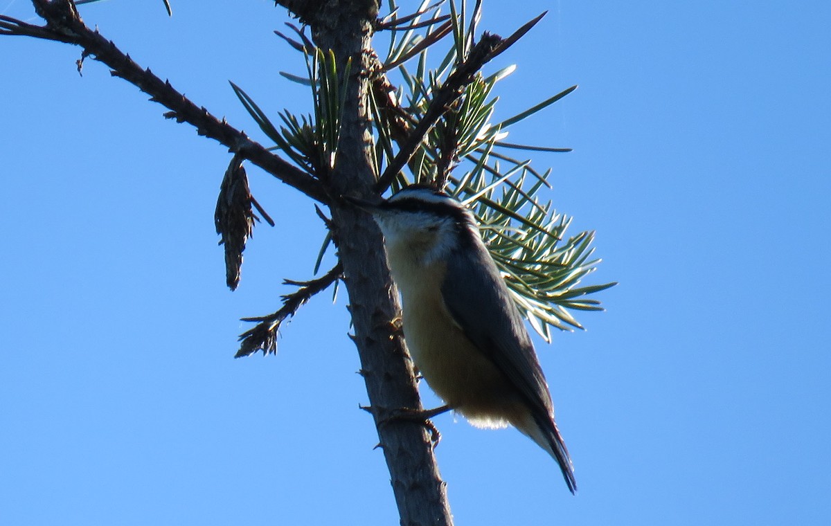 Red-breasted Nuthatch - ML280557711
