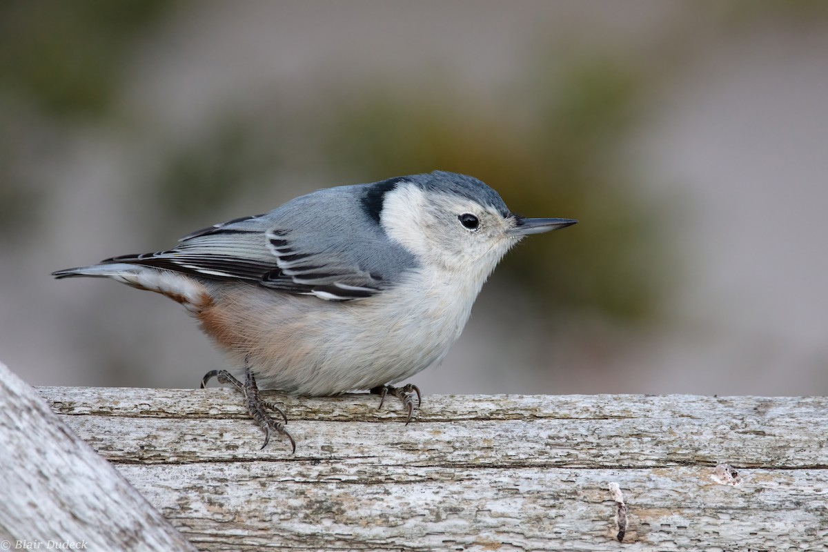 White-breasted Nuthatch - Blair Dudeck