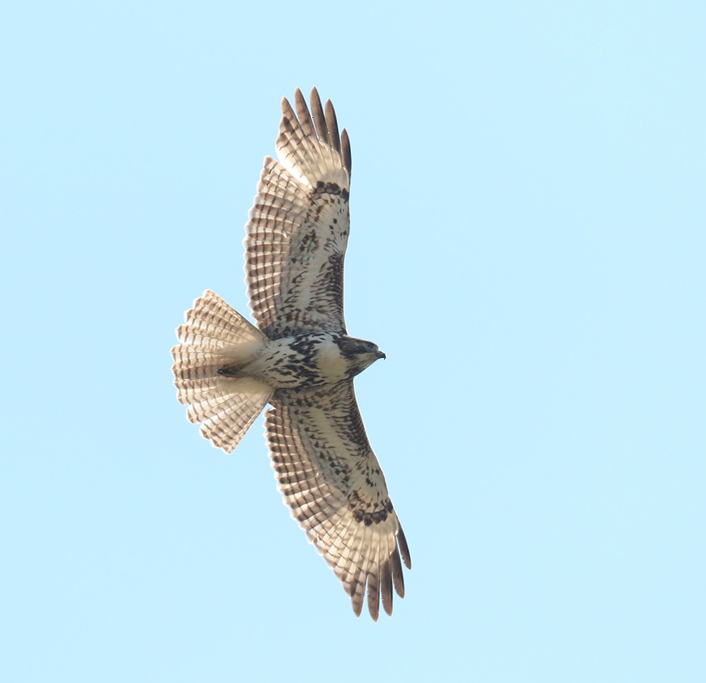 Red-tailed Hawk - ML280565791
