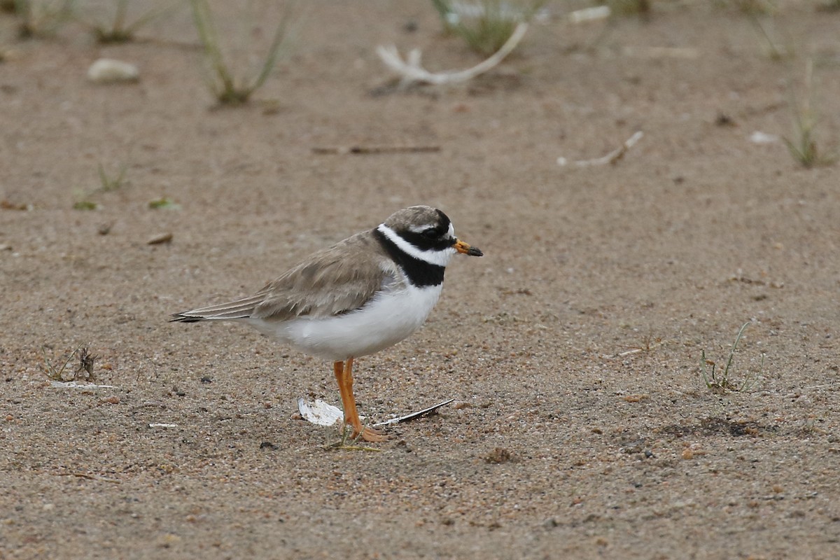 Common Ringed Plover - Jan Andersson