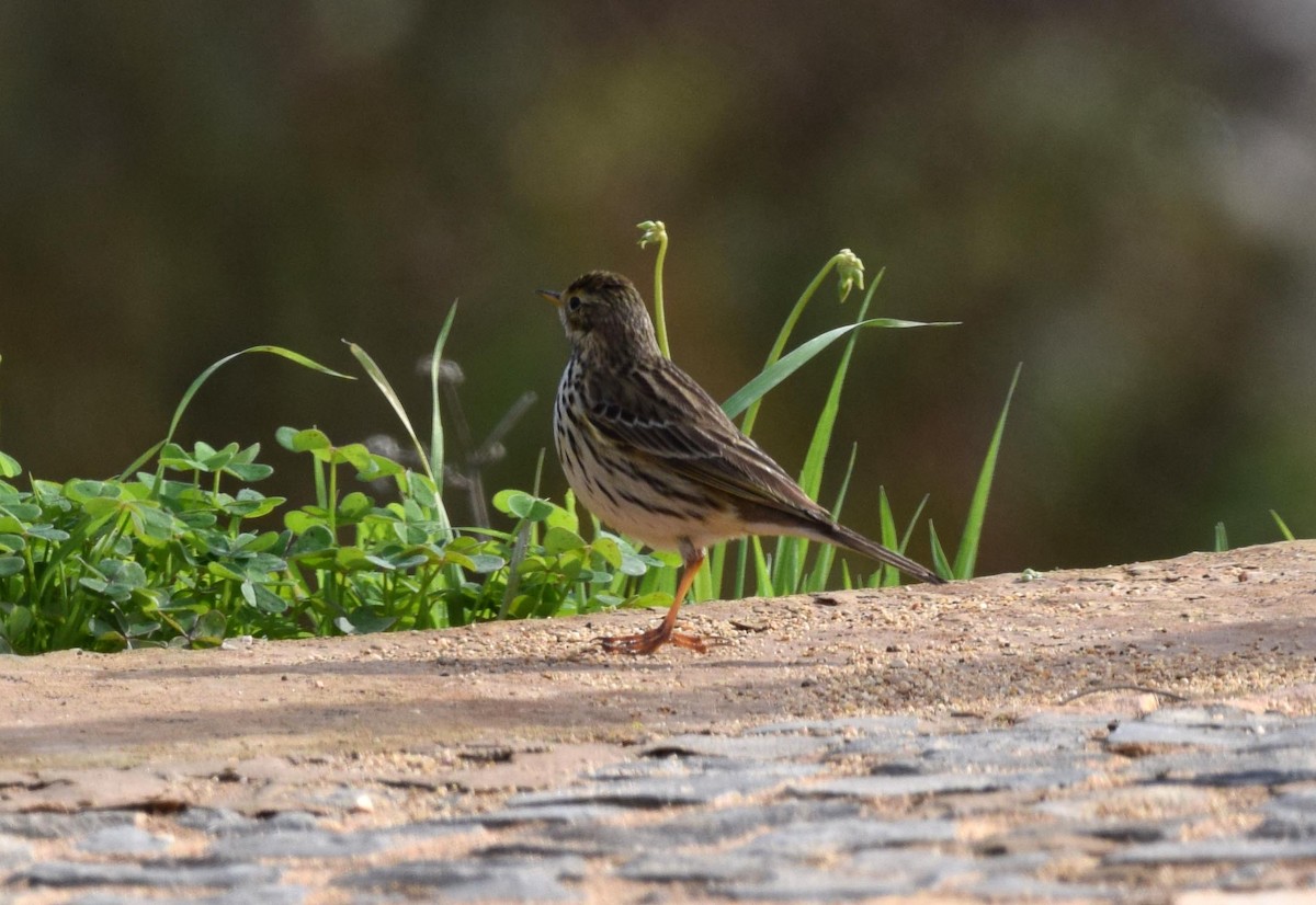 Meadow Pipit - ML280570251