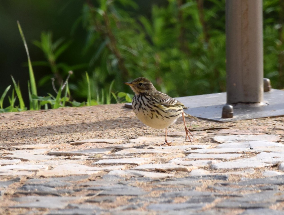 Meadow Pipit - ML280570261