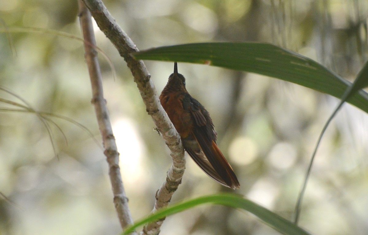 kolibřík peruánský - ML280571151