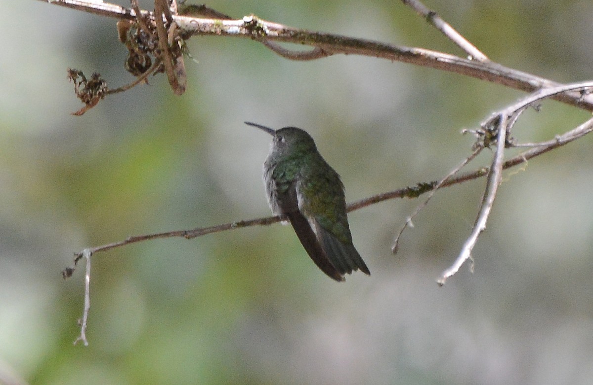 Green-and-white Hummingbird - Bill Telfair