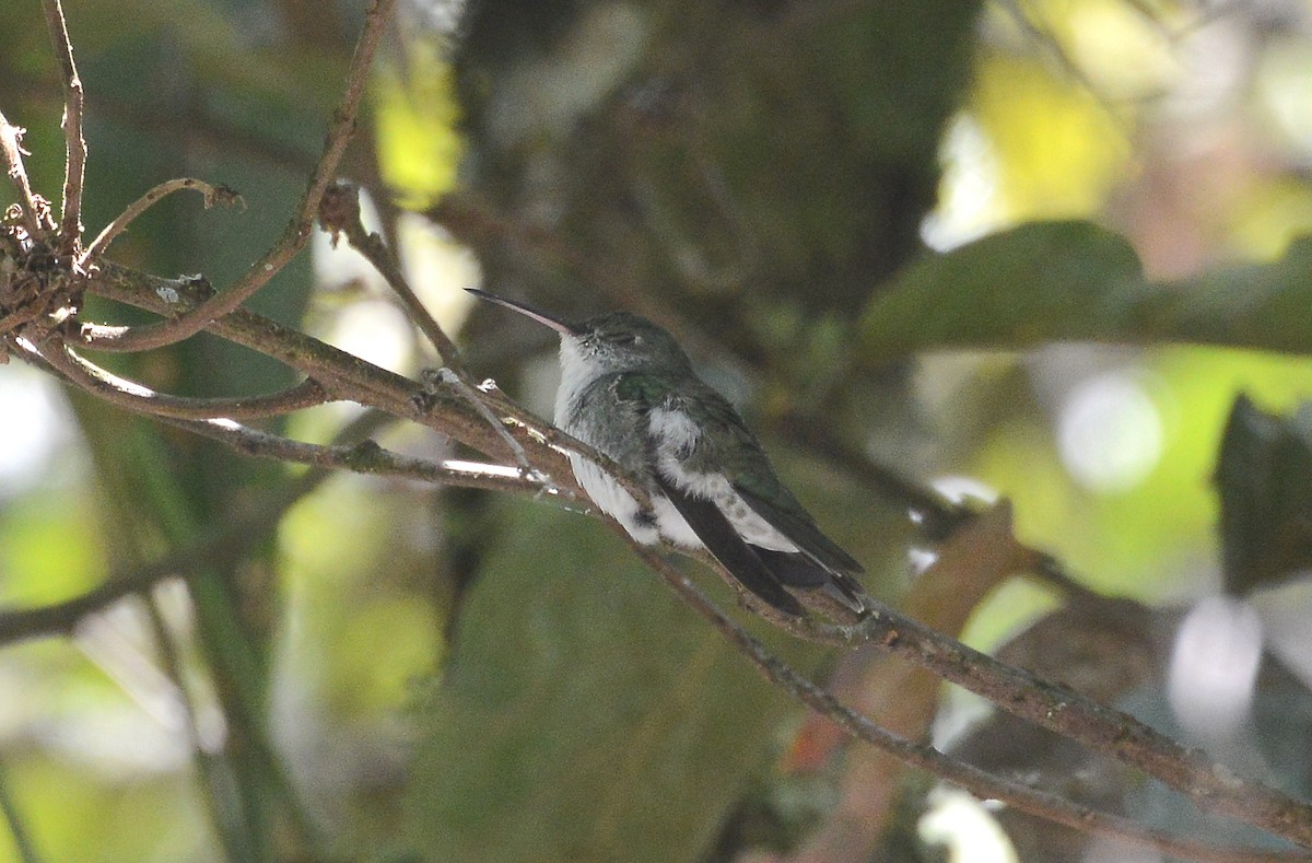 Green-and-white Hummingbird - ML280571271
