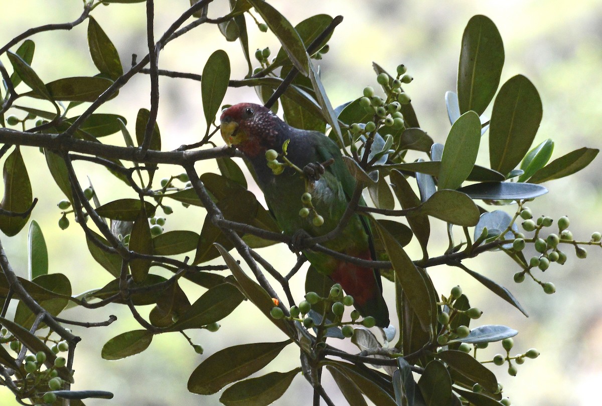 Speckle-faced Parrot - ML280571581