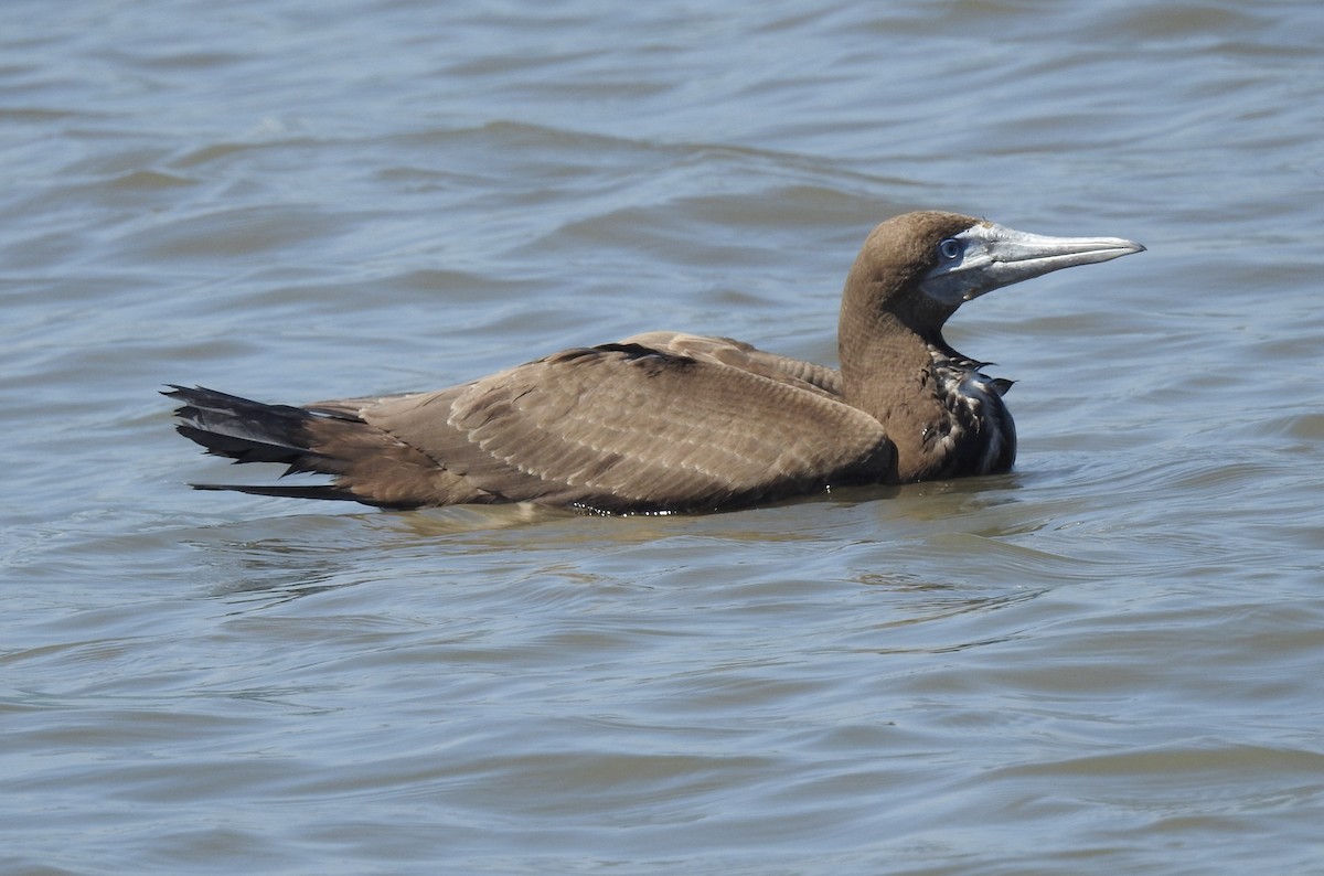 Brown Booby - ML280572111