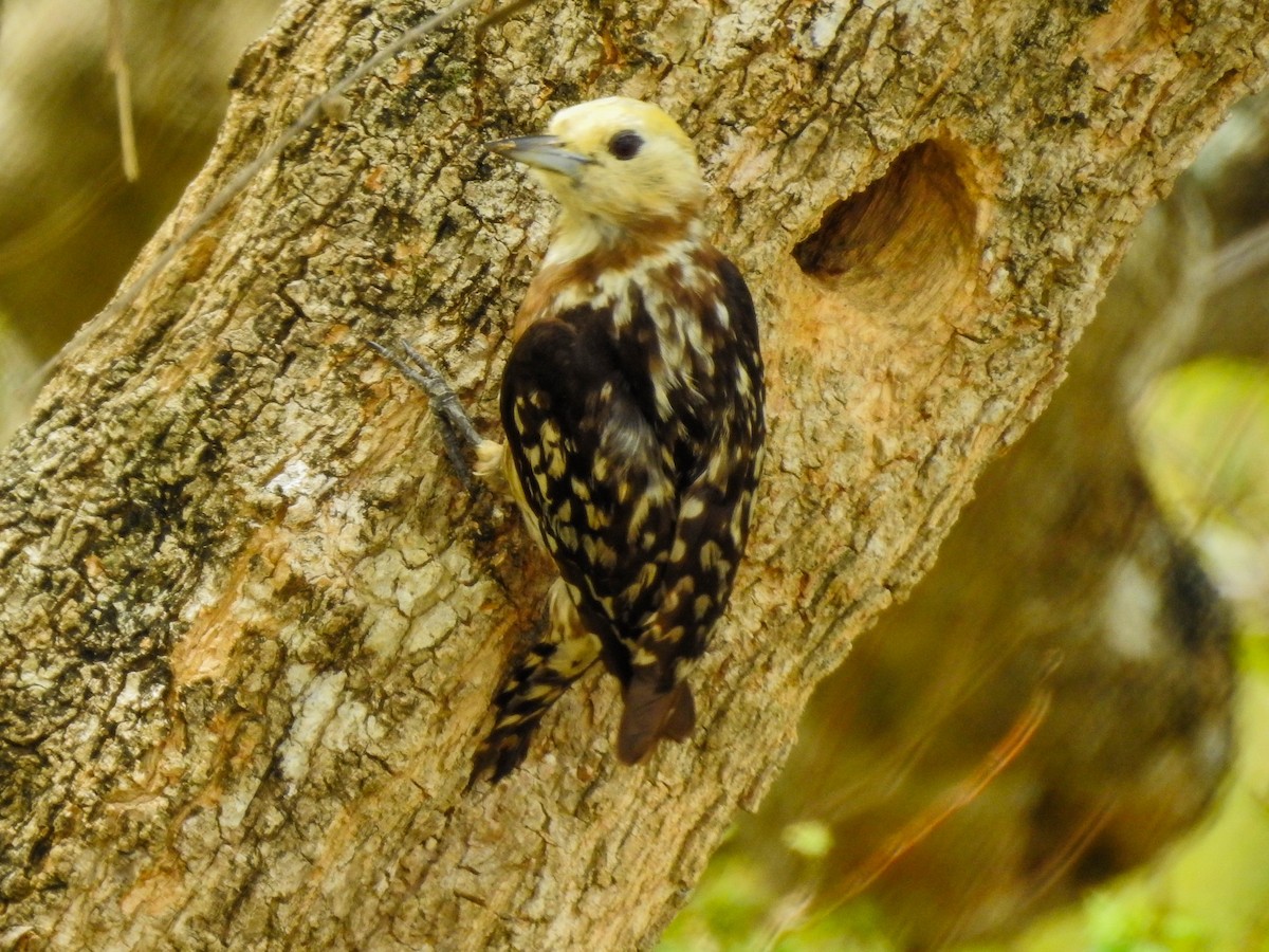 Yellow-crowned Woodpecker - ML280573421