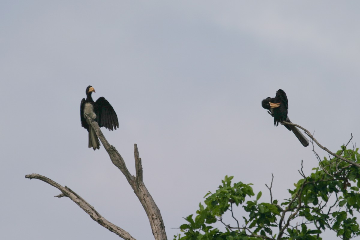 Congo Pied Hornbill - Simon Colenutt