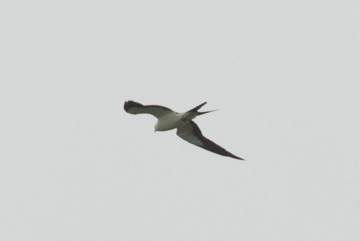 Swallow-tailed Kite - Russell Peterson