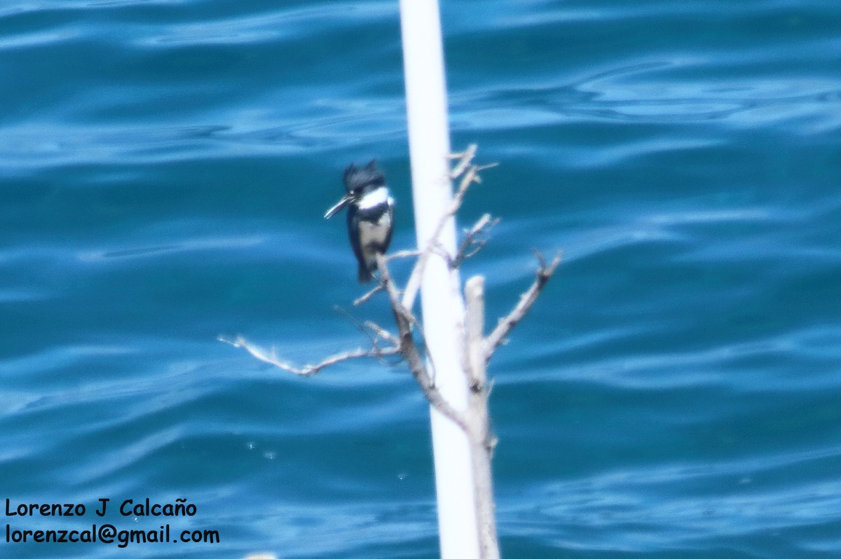 Belted Kingfisher - ML280577411