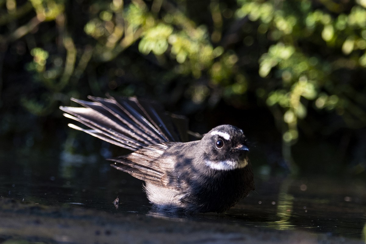 White-throated Fantail - ML280577681
