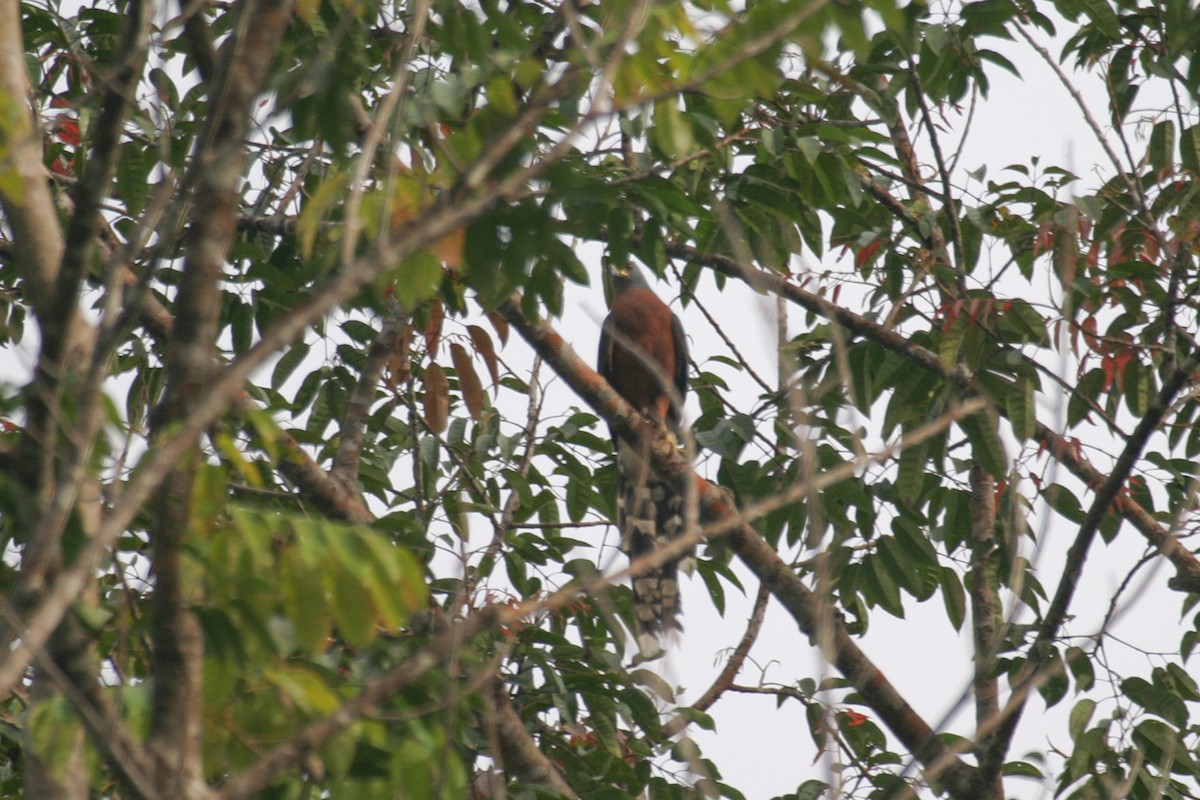 Long-tailed Hawk - Simon Colenutt