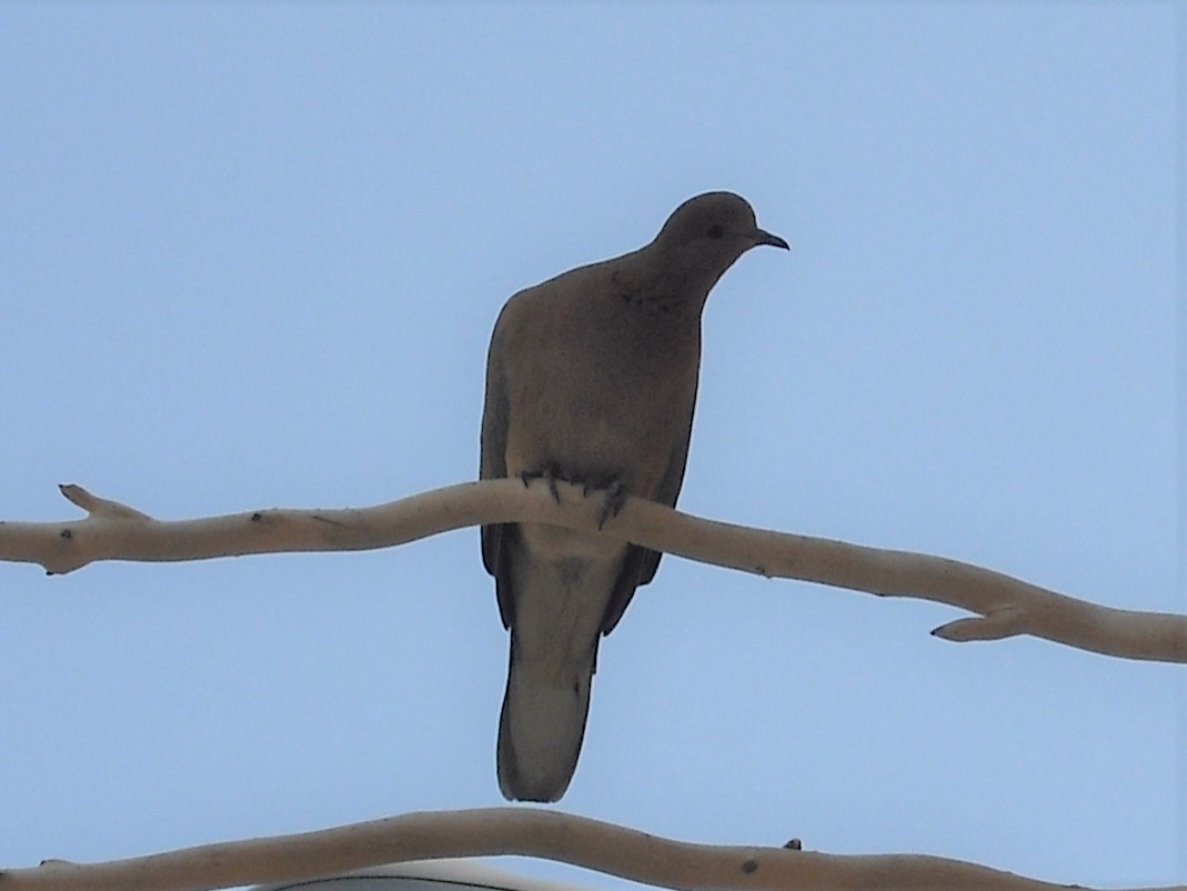 Laughing Dove - ML280578541