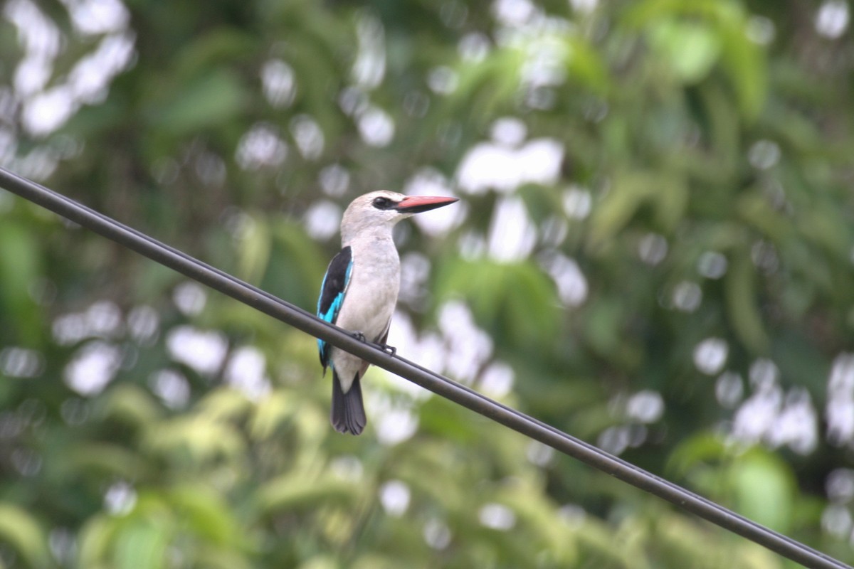 Woodland Kingfisher - Simon Colenutt