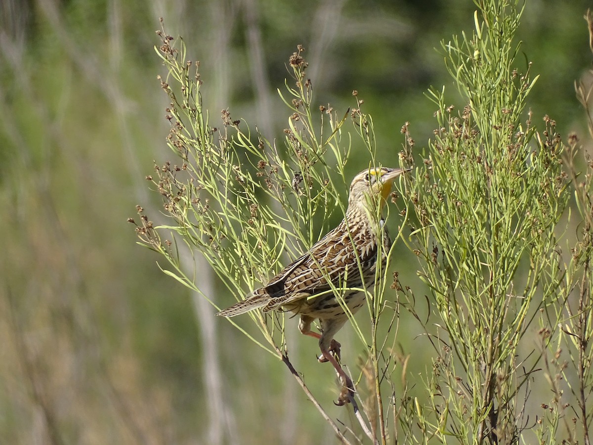 Western Meadowlark - Bill  Lapp