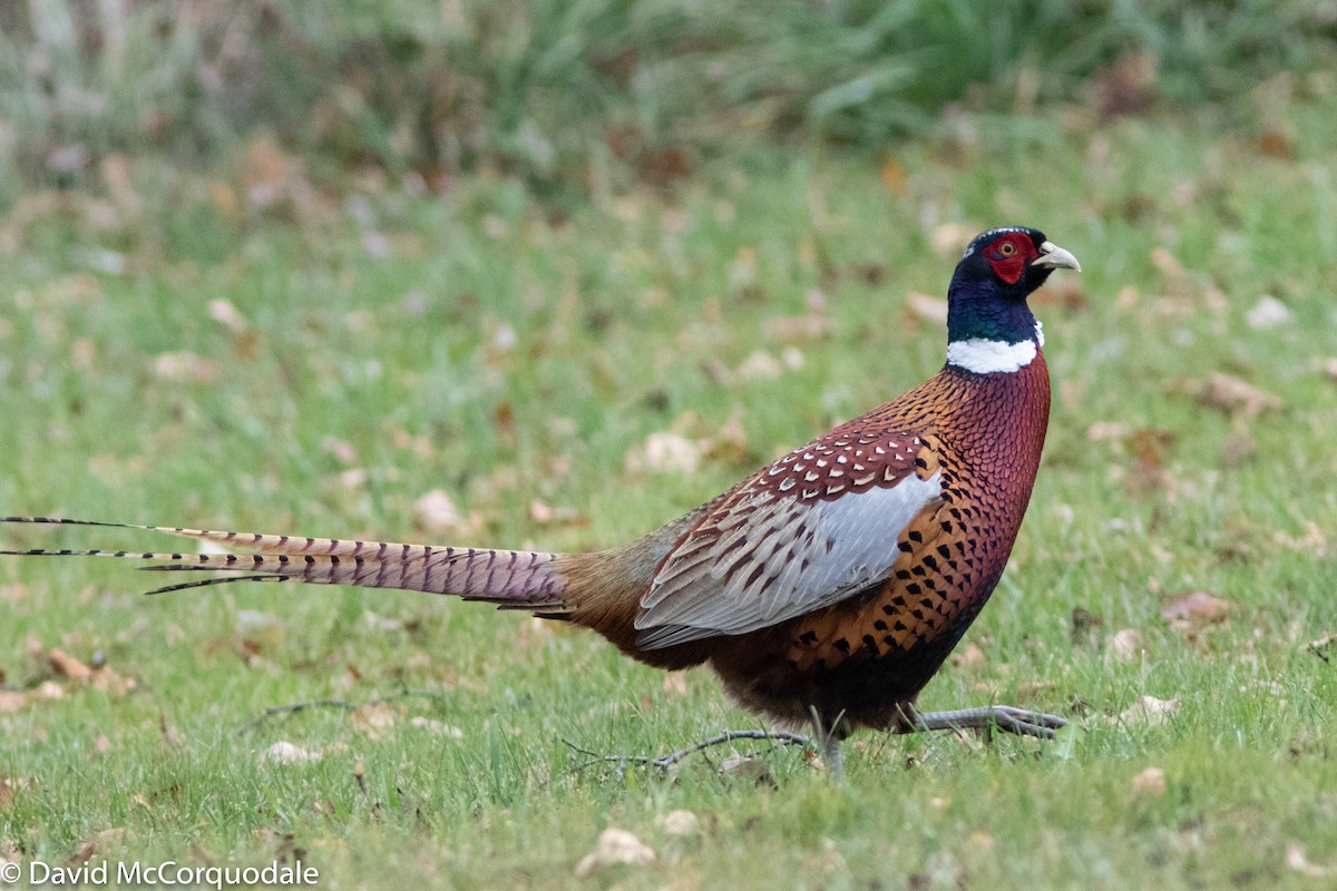 Ring-necked Pheasant - David McCorquodale