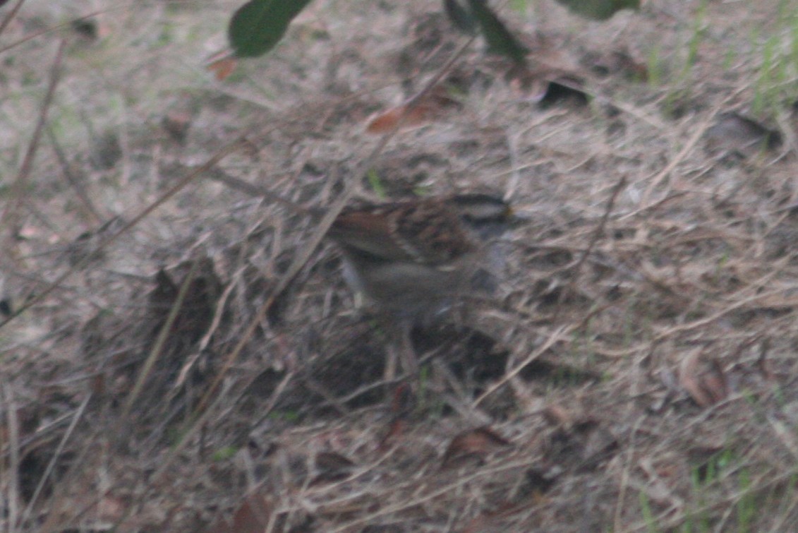 White-throated Sparrow - ML280591861