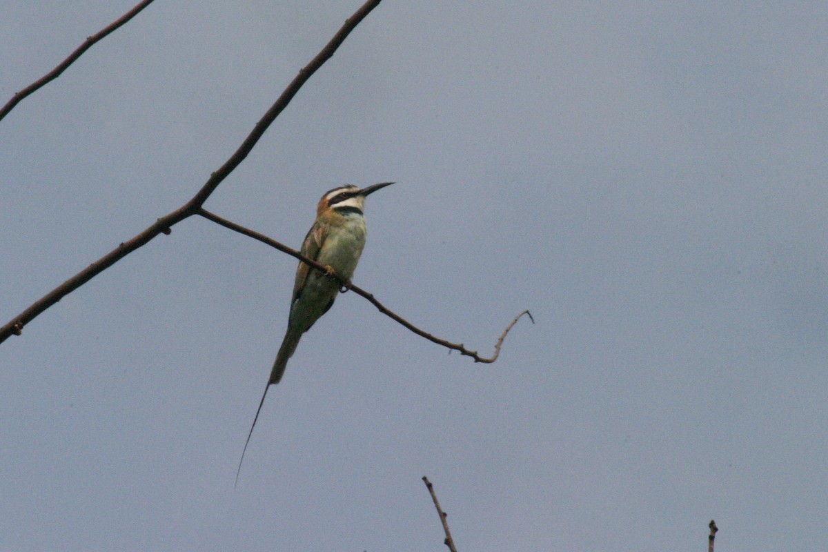 White-throated Bee-eater - Simon Colenutt