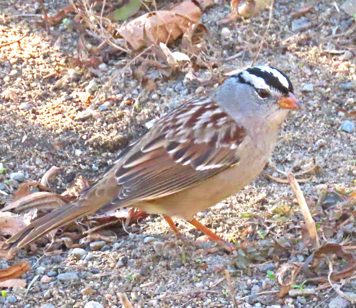 White-crowned Sparrow - ML280596981