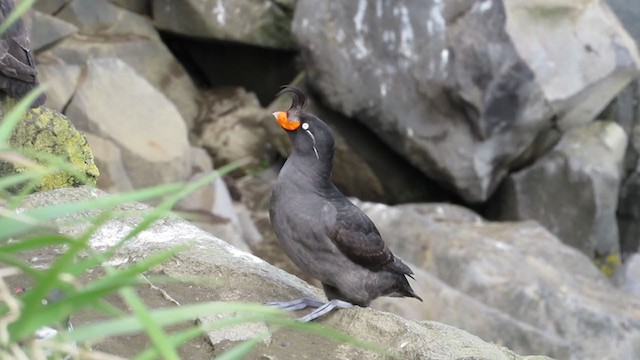 Crested Auklet - ML280597171
