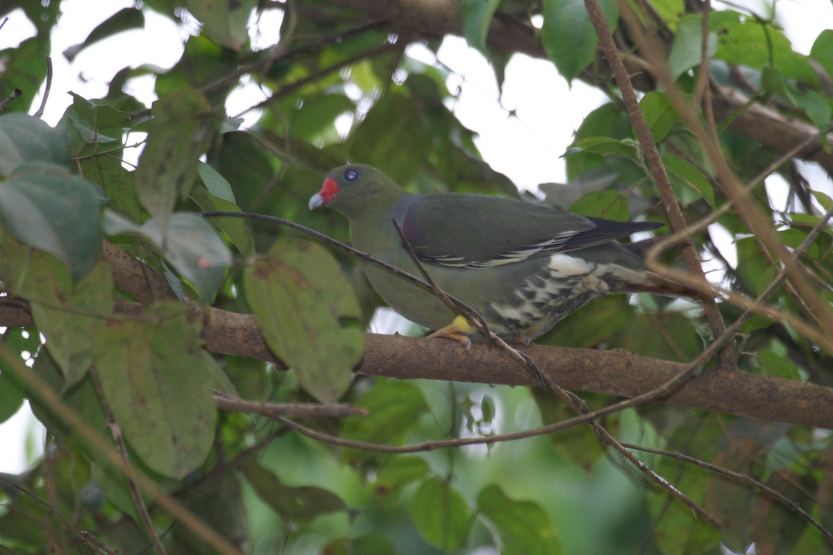 African Green-Pigeon (African) - ML280597751