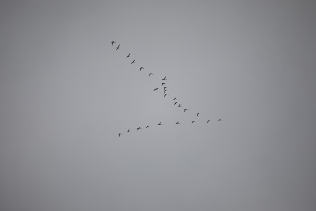 ml280603031-tundra-swan-macaulay-library
