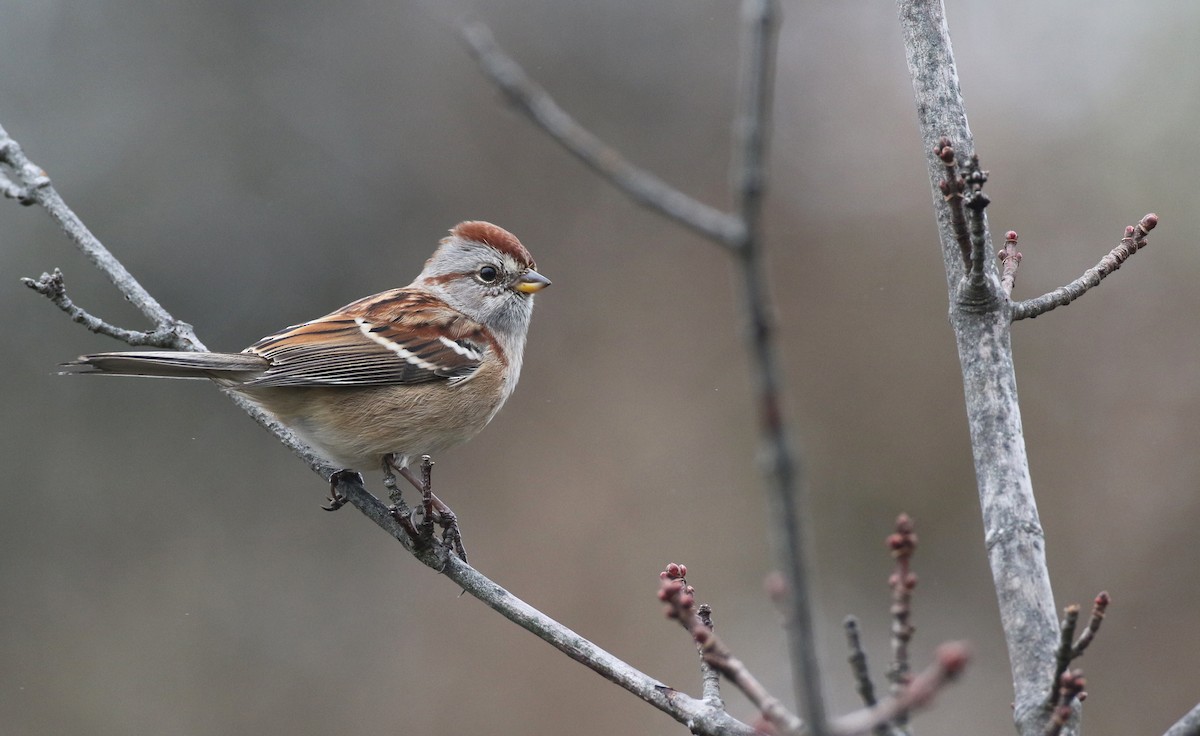 American Tree Sparrow - ML280604481