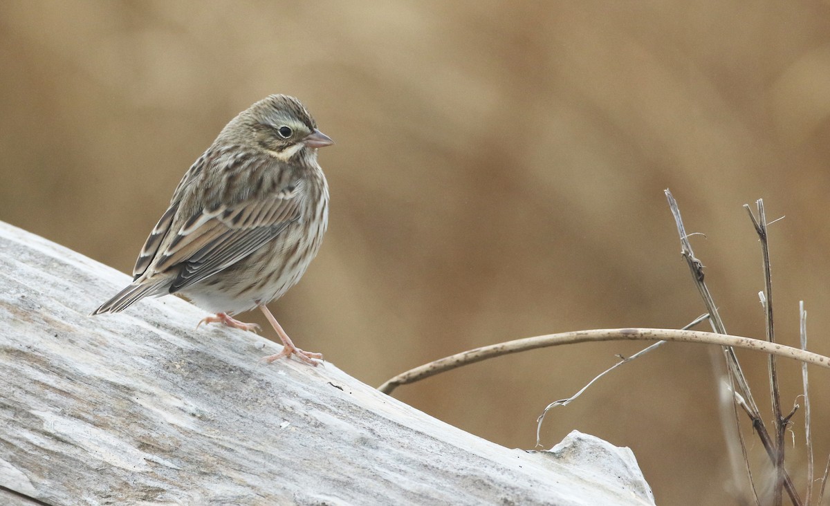 Savannah Sparrow (Ipswich) - ML280604561