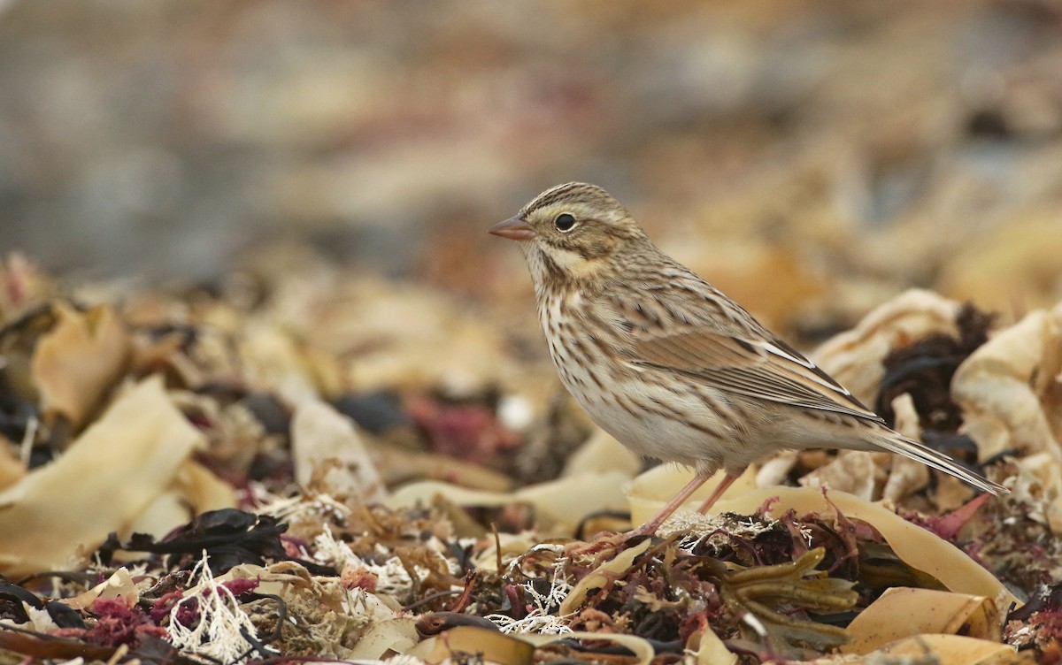 Savannah Sparrow (Ipswich) - ML280604581