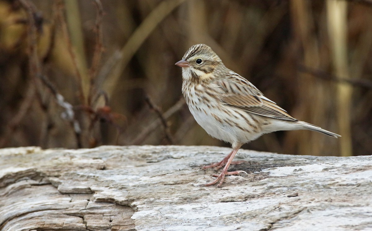 Savannah Sparrow (Ipswich) - ML280604591